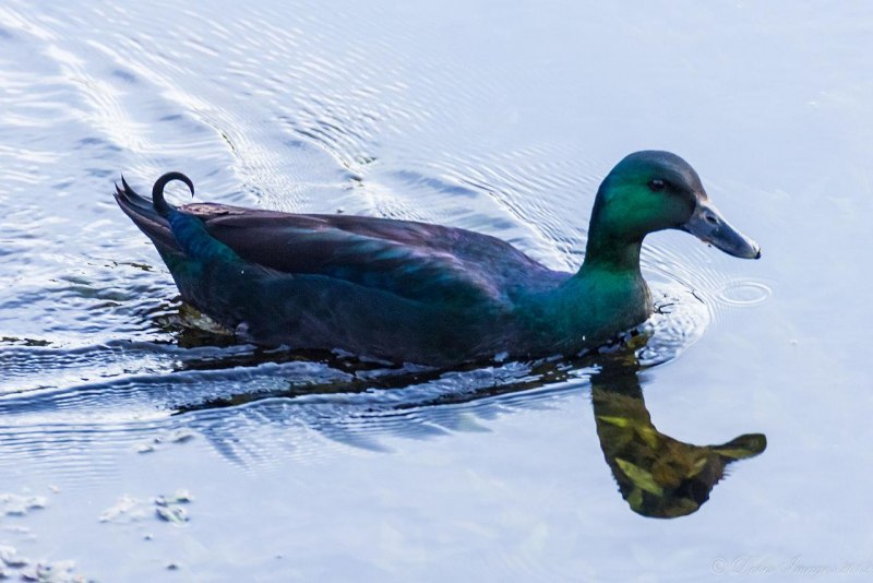 Oxyura jamaicensis