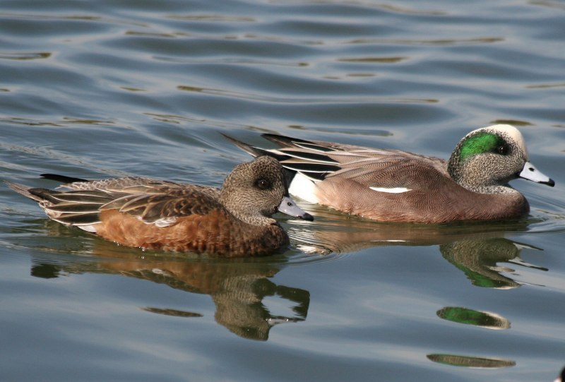 Oxyura jamaicensis