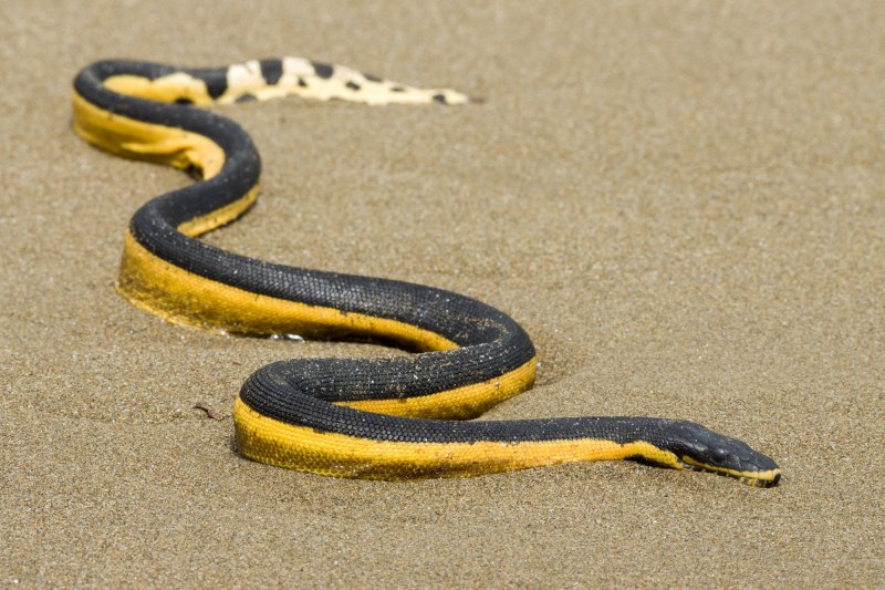 Двухцветная пеламида змея (72 фото)