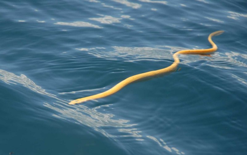 Trimeresurus popeiorum