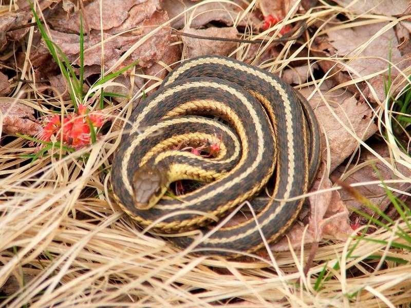 Yellow blotched Palm-Pit Viper