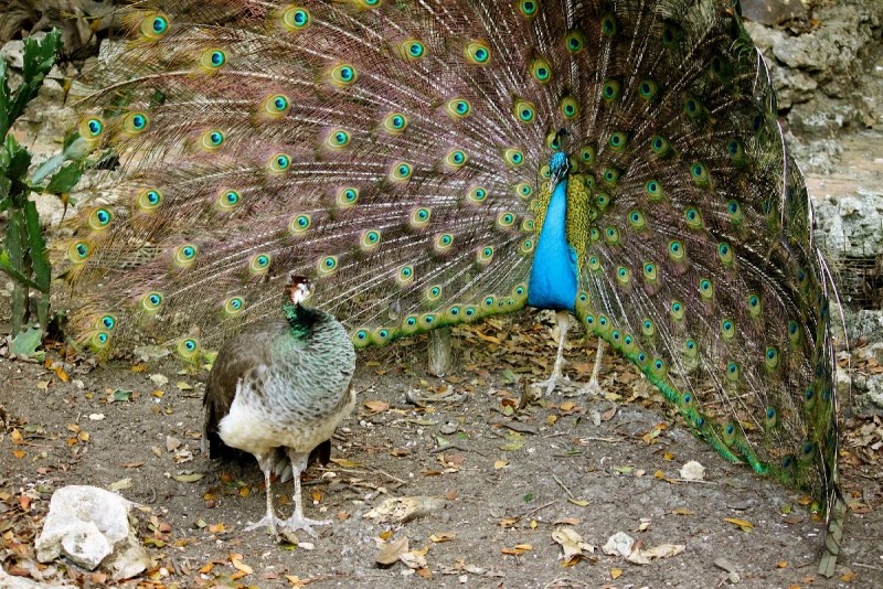 Pavo cristatus самец самка