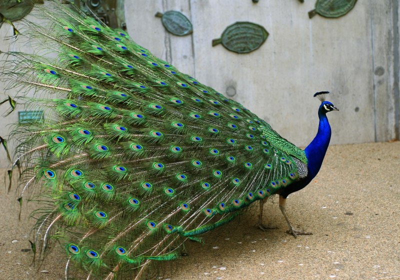 Индийский Павлин / Pavo cristatus