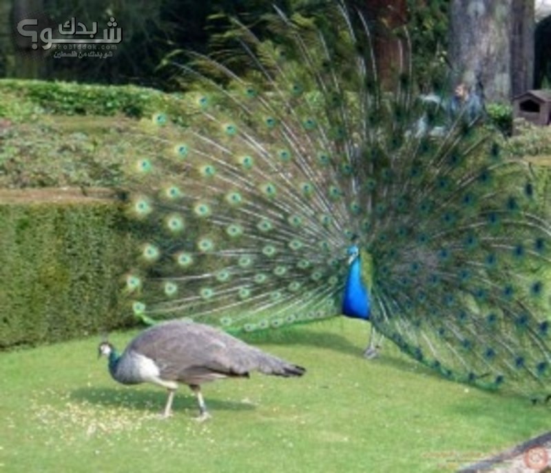 Зелёный Павлин / Pavo muticus