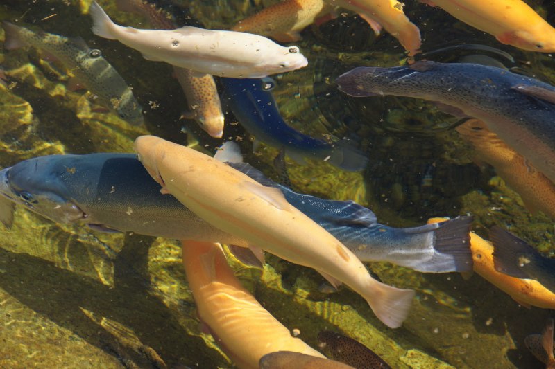Мокрица, пожирающая язык (Cymothoa exigua)