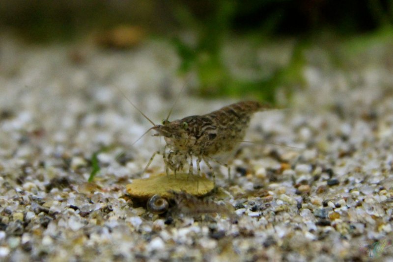 Neocaridina Shrimp Blue