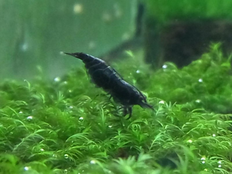 Neocaridina heteropoda