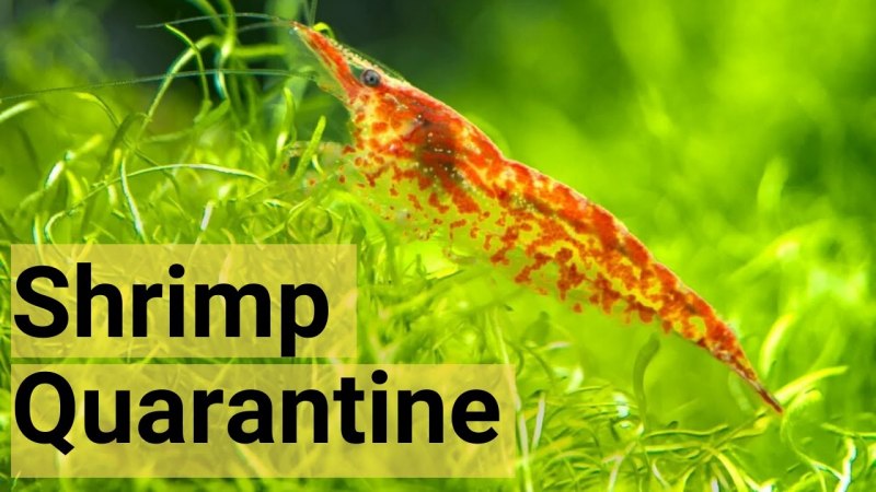 Креветка Амано рили