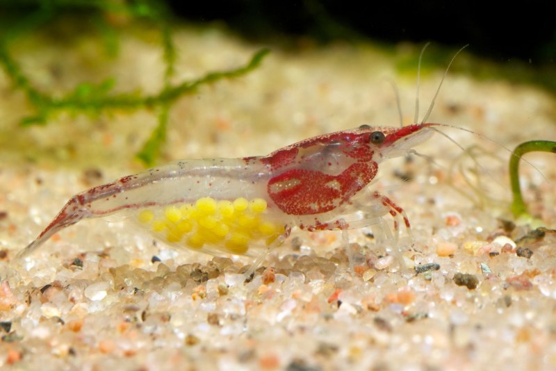 Креветки Neocaridina heteropoda