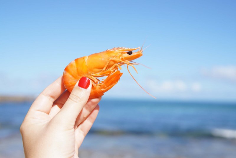 Креветка Lysmata amboinensis