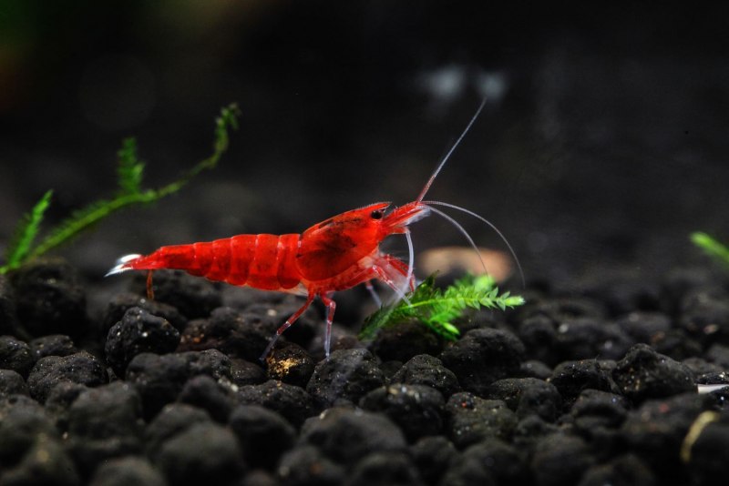 Креветка Мандаринка Caridina lanceolata