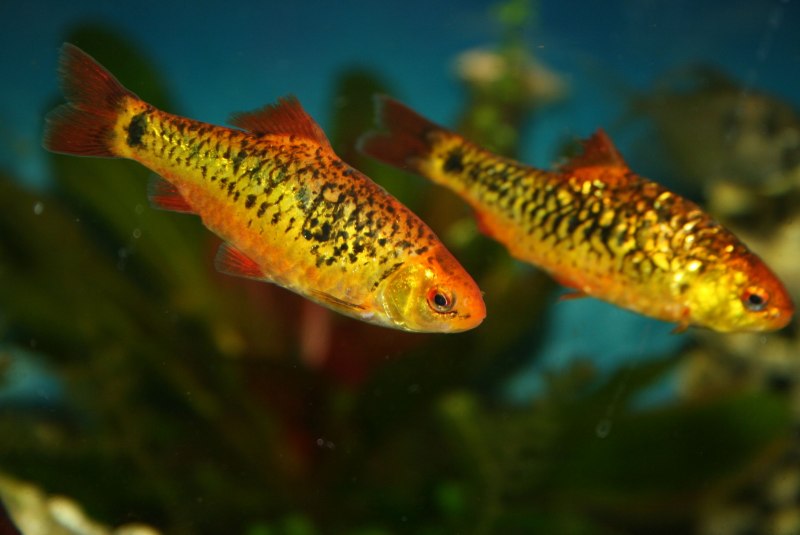 Барбус Шуберта Barbus semifasciolatus schuberti