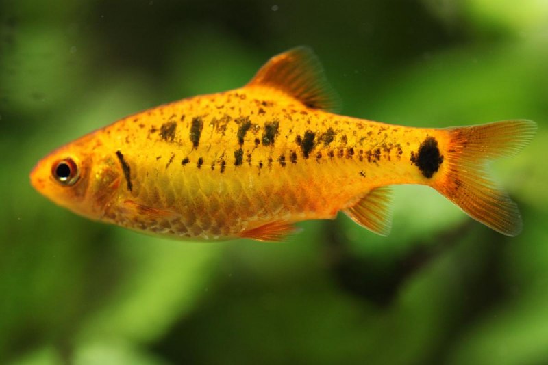 Барбус Шуберта Barbus semifasciolatus schuberti