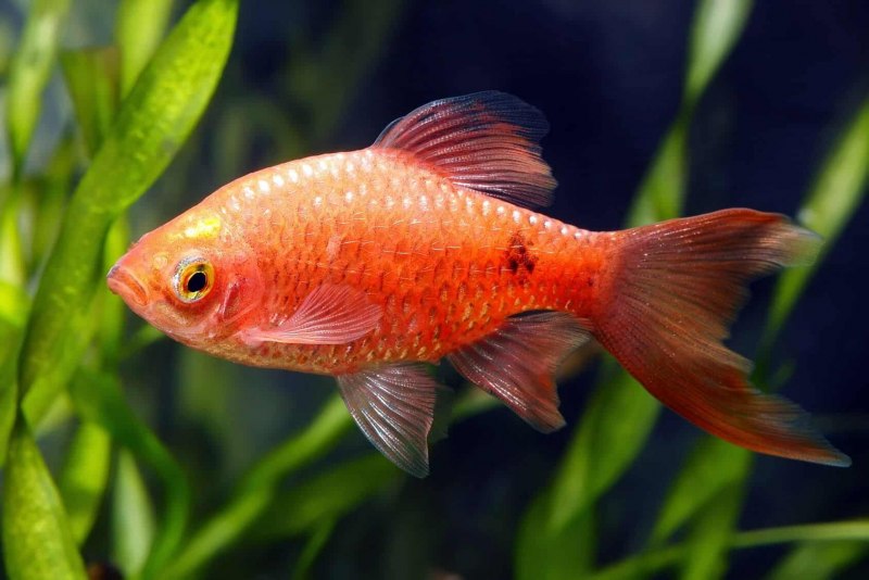 Leptobarbus hoevenii