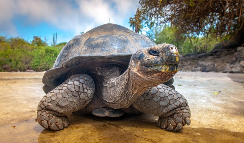 Галапагосская черепаха (63 фото)