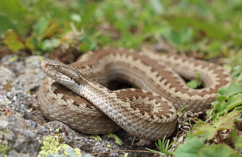 Гадюка Динника Vipera dinniki