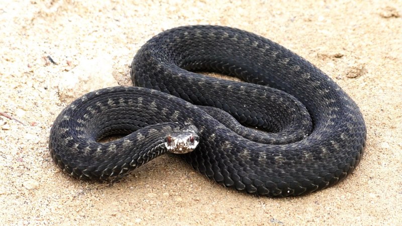 Земляная гадюка Vipera Aspis