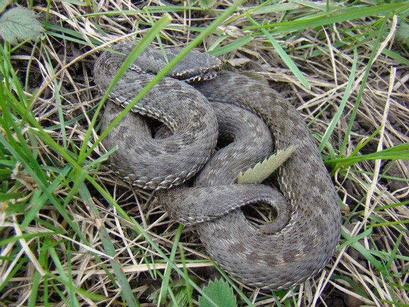 Гадюка Лотиева (Vipera lotievi)