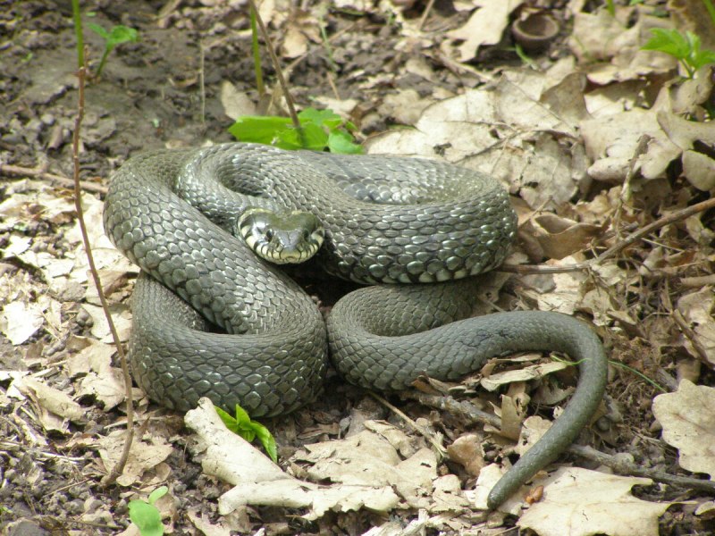 Носатая гадюка Vipera ammodytes