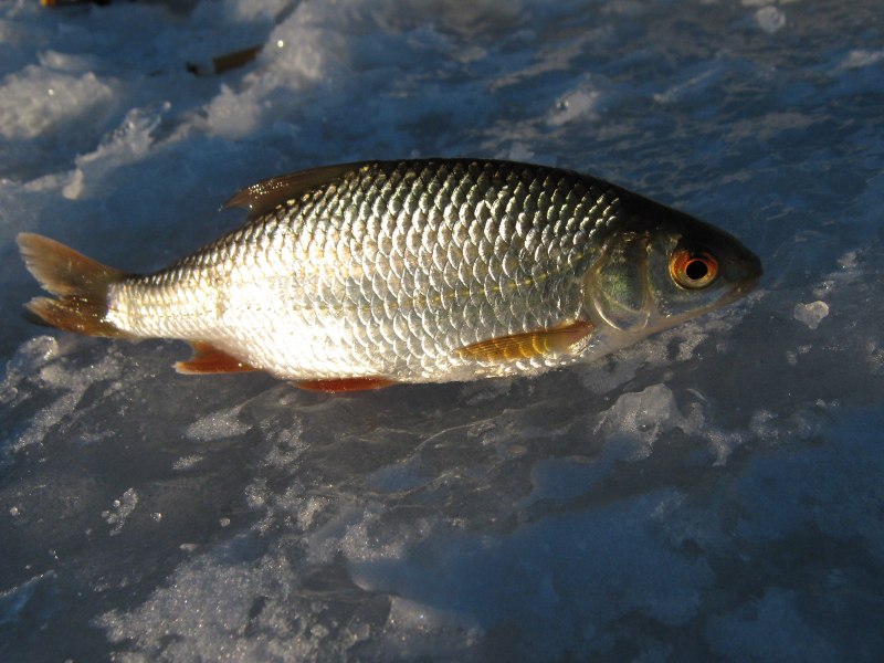Плотва rutilus rutilus