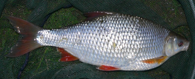 Плотва rutilus rutilus