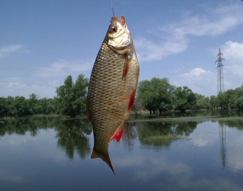 Сорожка красноперка