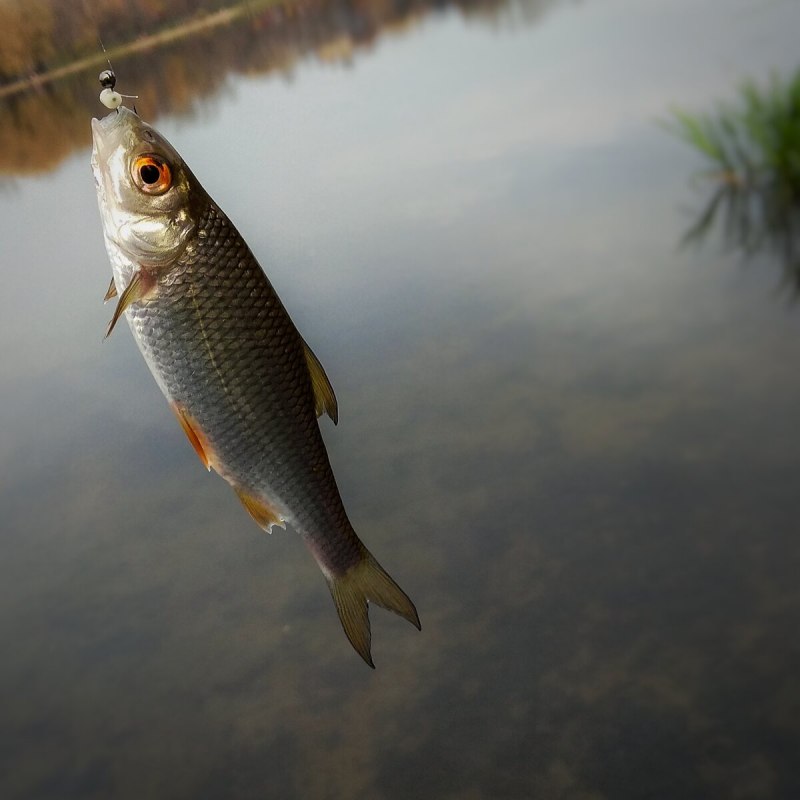 Плотва обыкновенная (rutilus rutilus)