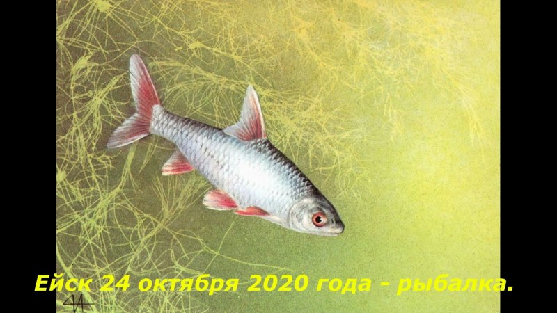 Красноперка Scardinius erythrophthalmus