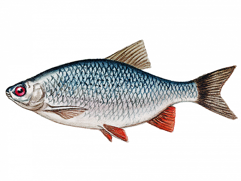 Плотва обыкновенная (rutilus rutilus)