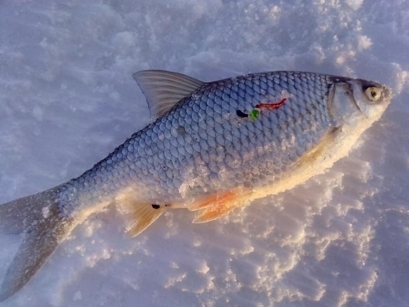 Язь Leuciscus idus