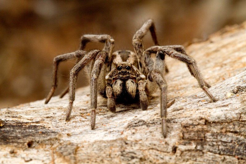 Паук Redback
