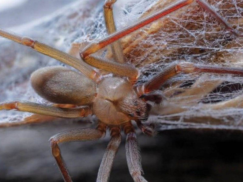 Tapinauchenius violaceus (фиалковый птицеед)