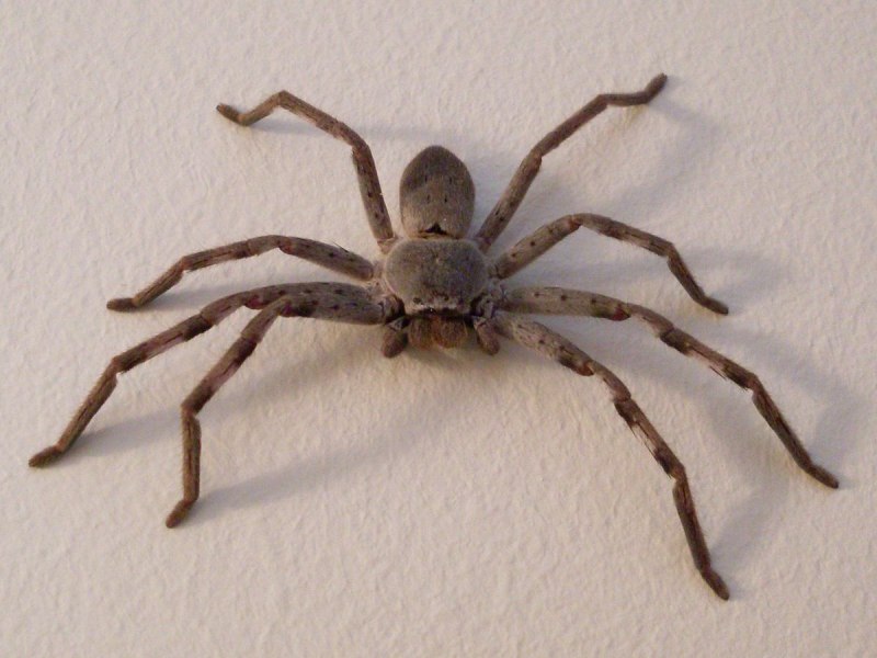Пауки Aptostichus SP