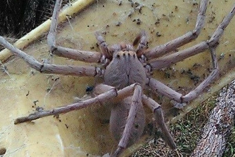 Паук-птицеед Chromatopelma cyaneopubescens