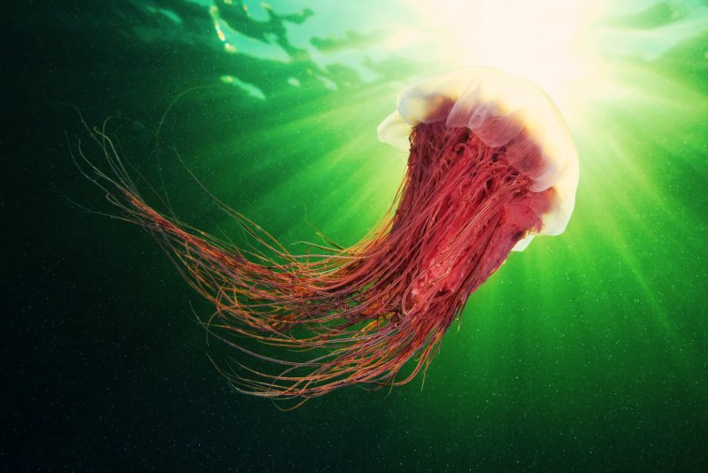Cyanea capillata львиная грива