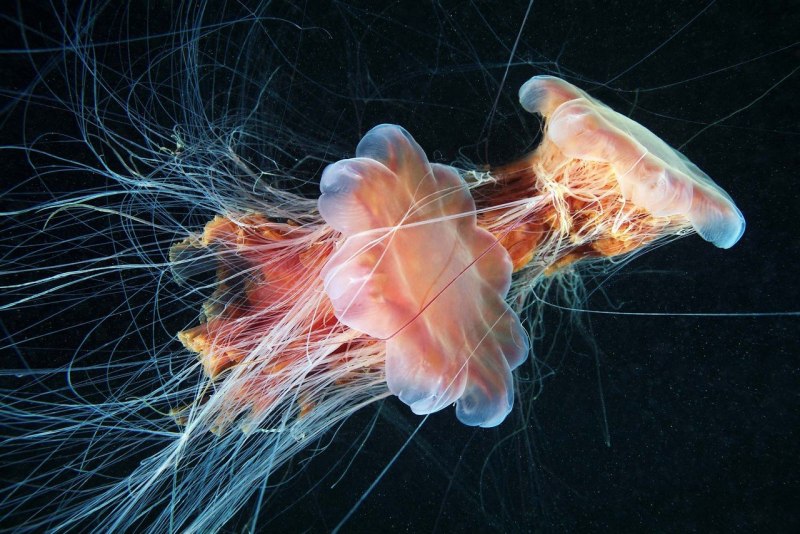 Медузы cyanea capillata