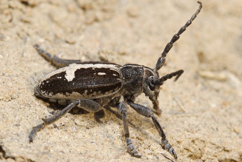 Dorcadion sareptanum
