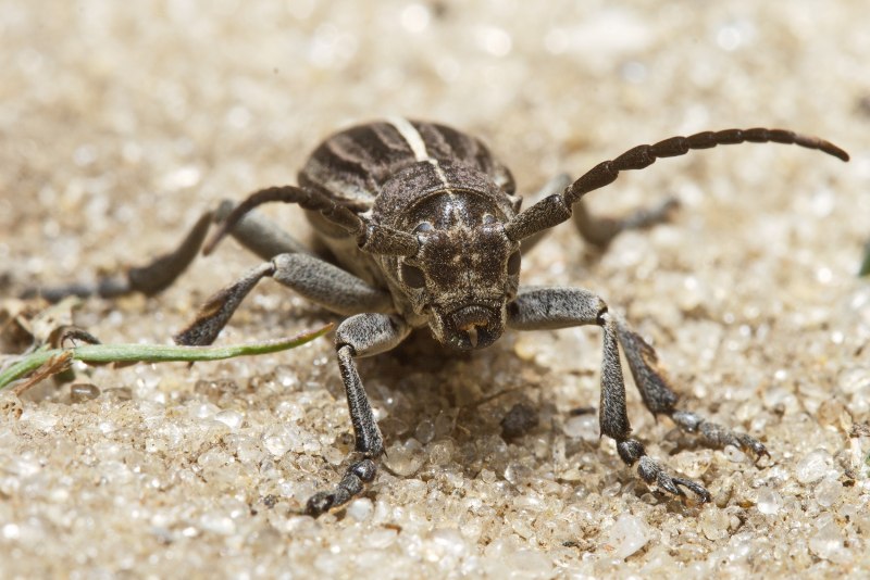 Жук усач Acanthocinus aedilis