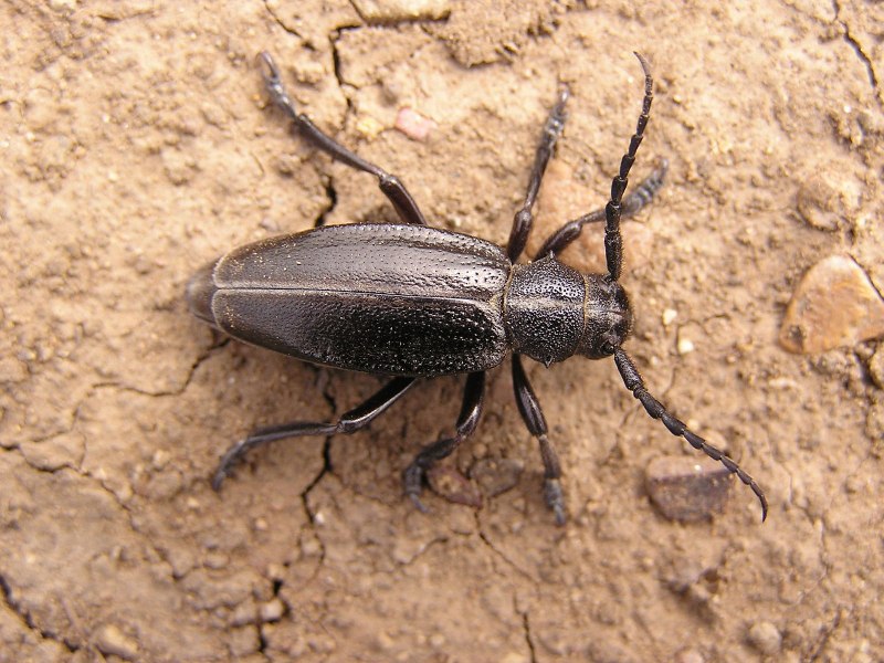Boll Weevil