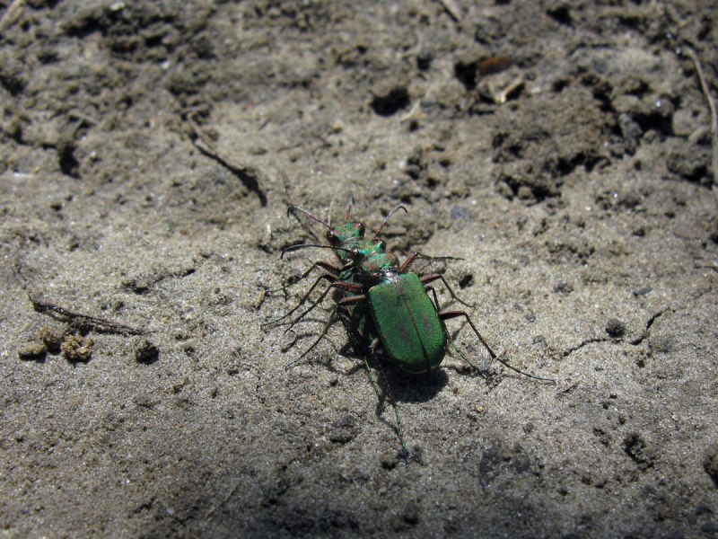 Dorcadion fulvum