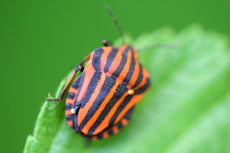 Хлебный Жук, Кузька Anisoplia austriaca Herbst