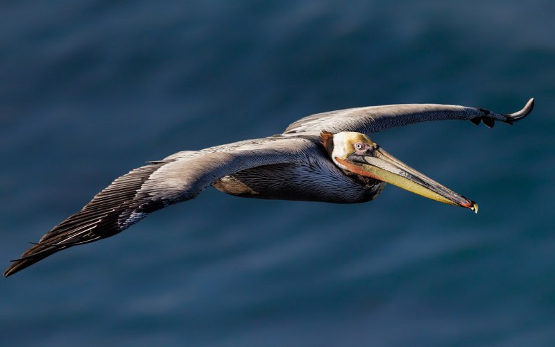 Brown Pelican - американский бурый Пеликан