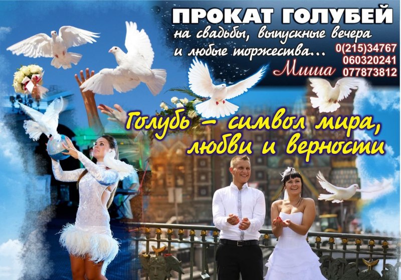 Свадебные голуби в руках