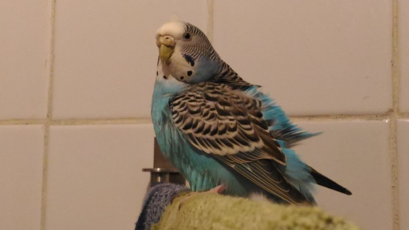 Взрослая самка волнистого попугая (75 фото)