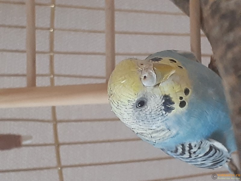 Волнистый попугай Budgie