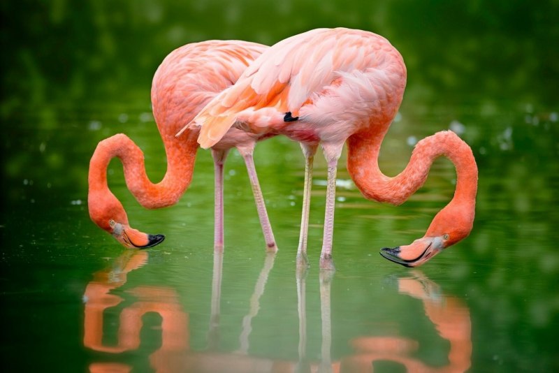 Коралловый Фламинго