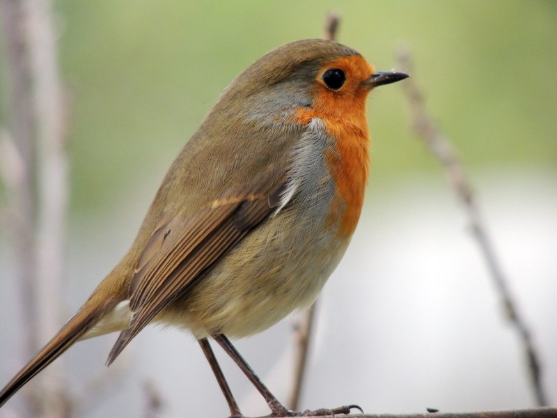Emberiza citrinella