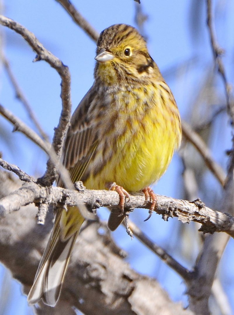 Зеленушка (Chloris Chloris)