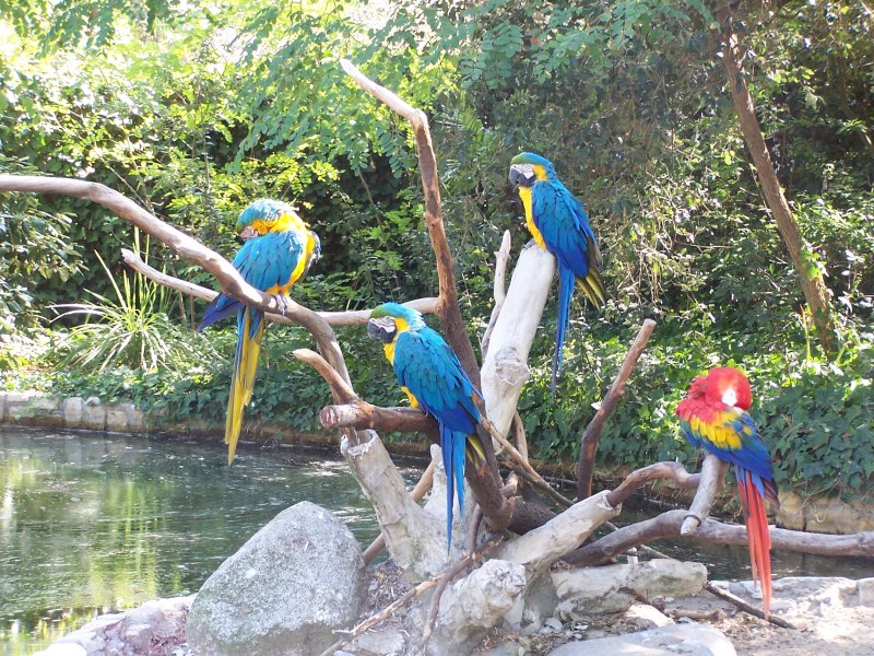 Golden Macaw фото