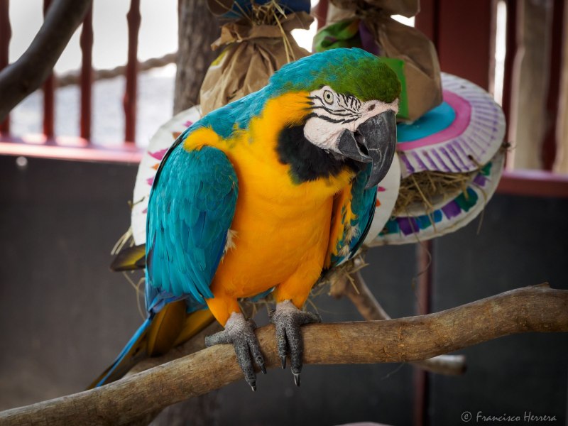 Sky Blue Zoo